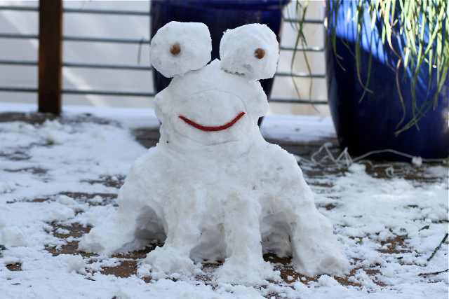Frog In Snow